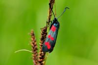 Zygaena transalpina