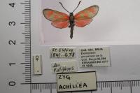Zygaena loti