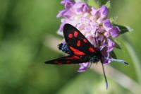 Zygaena transalpina