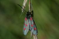 Zygaena lonicerae