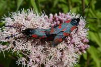 Zygaena filipendulae