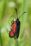 Zygaena loti