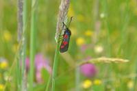 Zygaena trifolii