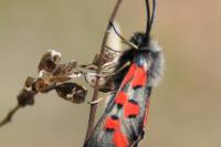 Zygaena rhadamanthus