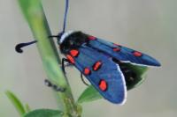 Zygaena lavandulae