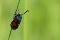 Zygaena trifolii