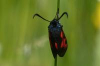 Zygaena trifolii