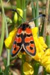 Zygaena fausta