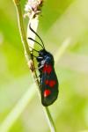 Zygaena trifolii