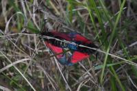 Zygaena filipendulae