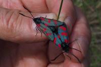 Zygaena filipendulae