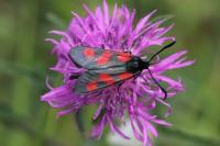Zygaena trifolii