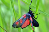 Zygaena trifolii