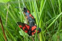 Zygaena filipendulae