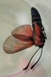 Zygaena nevadensis gallica