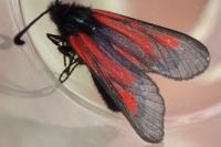 Zygaena nevadensis gallica