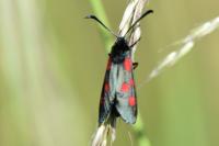 Zygaena trifolii