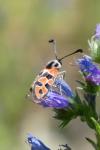 Zygaena fausta