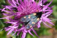 Zygaena trifolii