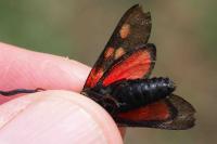 Zygaena trifolii