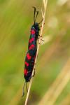 Zygaena filipendulae