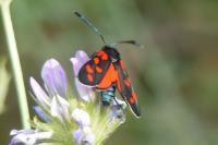 Zygaena transalpina