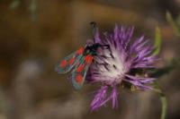Zygaena sarpedon