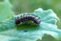Aglaope infausta