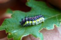 Aglaope infausta