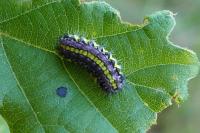 Aglaope infausta