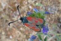 Zygaena loti