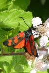 Zygaena transalpina