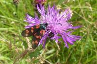 Zygaena filipendulae