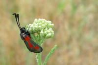Zygaena sarpedon