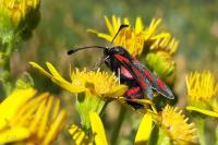 Zygaena sarpedon