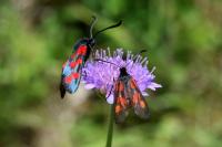 Zygaena filipendulae