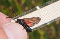 Zygaena viciae viciae