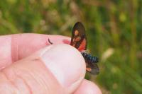 Zygaena viciae viciae