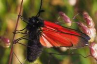 Zygaena minos/purpuralis