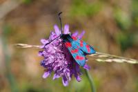 Zygaena filipendulae
