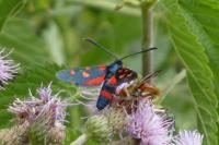 Zygaena ephialtes