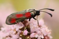Zygaena sarpedon