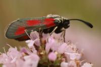 Zygaena sarpedon