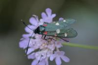 Zygaena ephialtes
