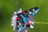 Zygaena ephialtes