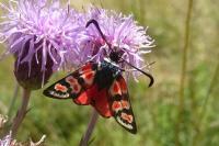Zygaena occitanica