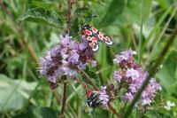 Zygaena occitanica