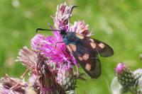 Zygaena trifolii