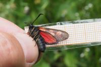 Zygaena trifolii