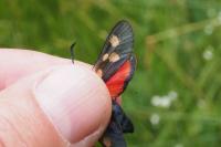 Zygaena trifolii